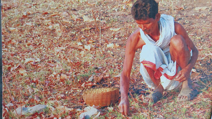 Bull Driven Cold Pressed Ippa/Mahua Oil (Pooja) from Tribals